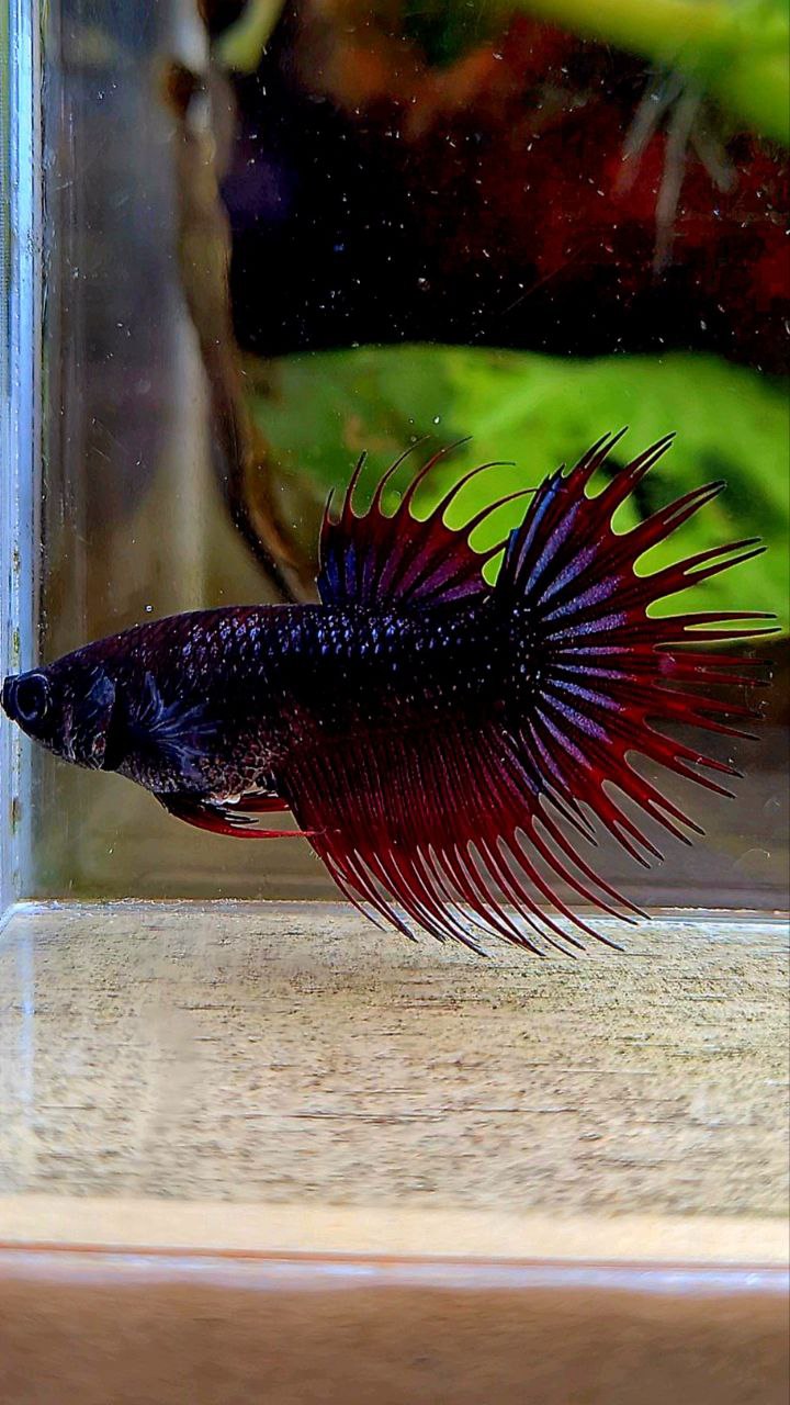 FEMALE KING CROWNTAIL BLACK PURPLE RED VAMPIRE BETTA FISH