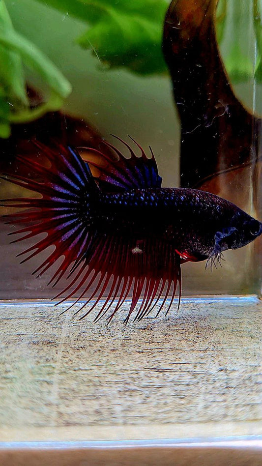 FEMALE KING CROWNTAIL BLACK PURPLE RED VAMPIRE BETTA FISH