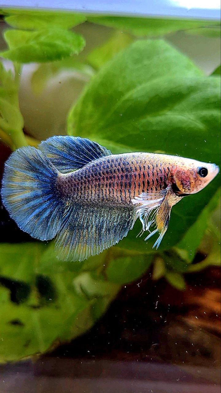 FEMALE HALFMOON BIG EAR BLUE GRIZZLE BLUE BETTA FISH