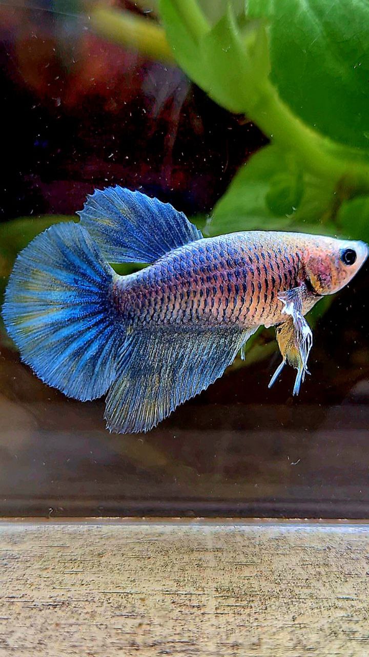 FEMALE HALFMOON BIG EAR BLUE GRIZZLE BLUE BETTA FISH