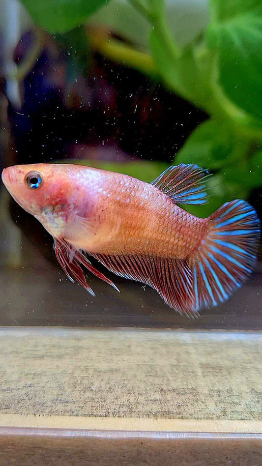 FEMALE PLAKAT RED FANCY BETTA FISH