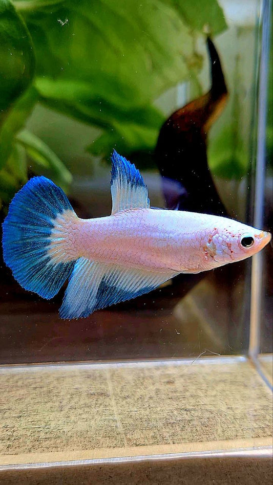 FEMALE HALFMOON BLUE RIM PATTERN BETTA FISH
