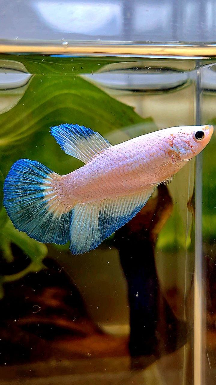 FEMALE HALFMOON BLUE RIM PATTERN BETTA FISH