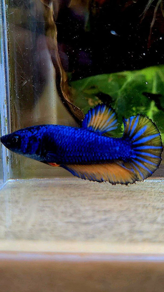 FEMALE HALFMOON BLUE YELLOW MUSTARD GAS BETTA FISH