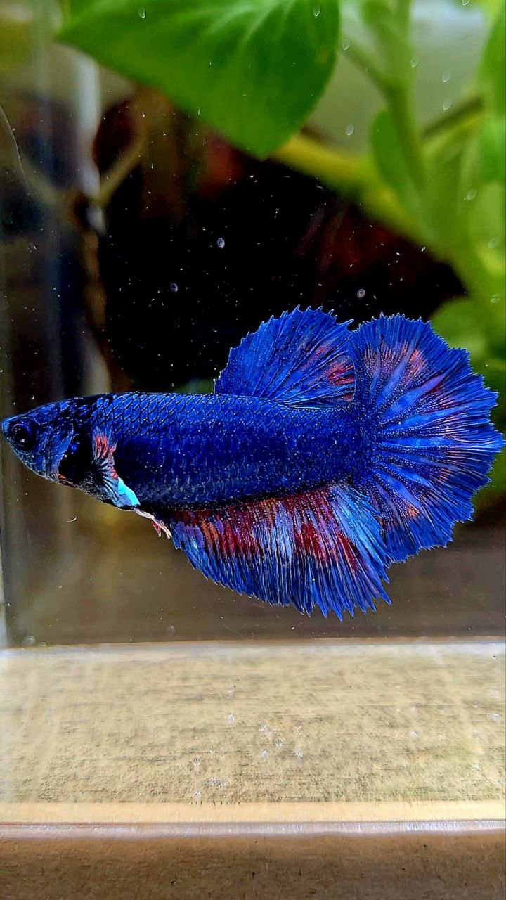 FEMALE HALFMOON ROSETAIL BLUE FANCY BETTA FISH