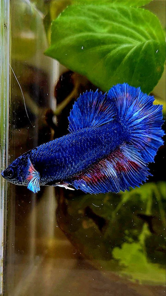 FEMALE HALFMOON ROSETAIL BLUE FANCY BETTA FISH