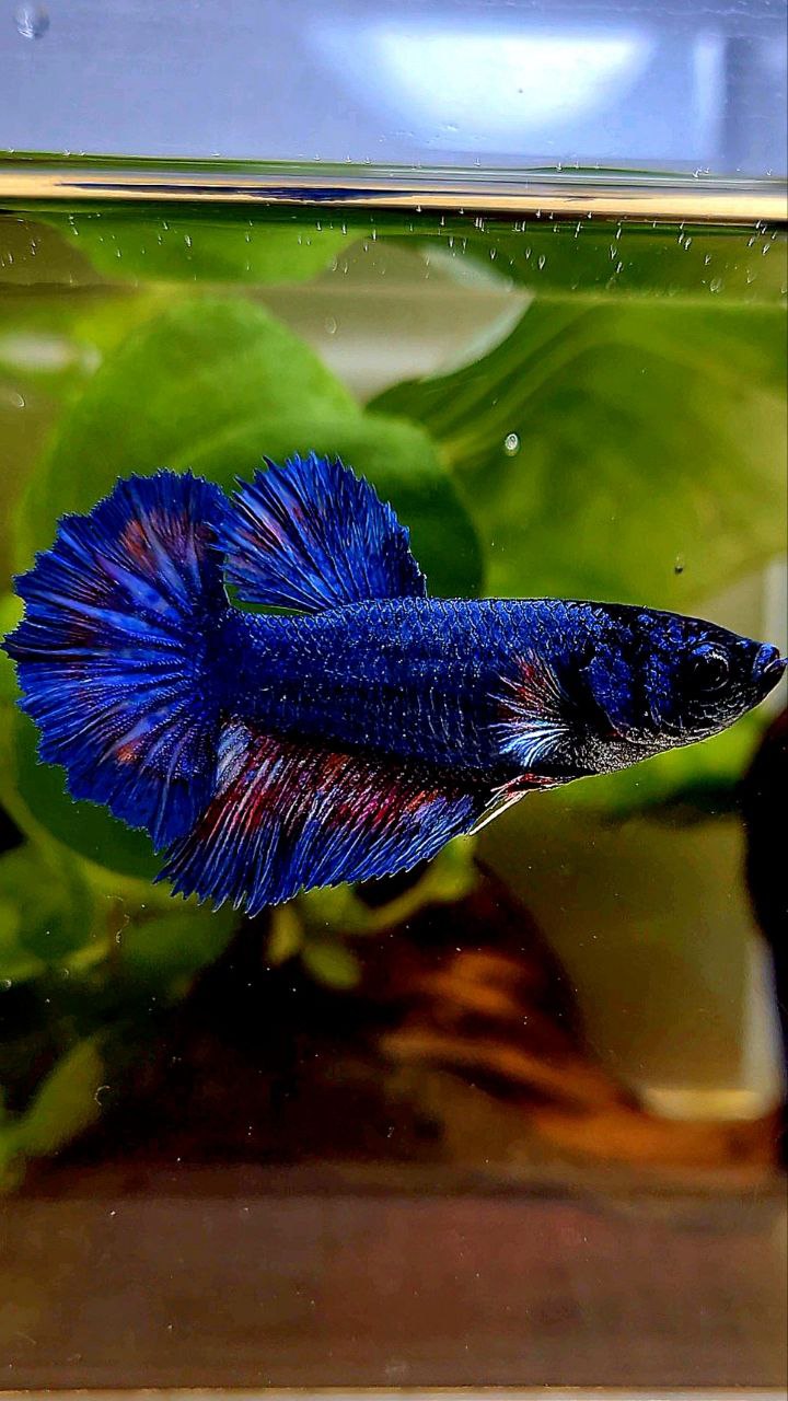 FEMALE HALFMOON ROSETAIL BLUE FANCY BETTA FISH