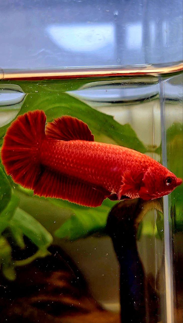 FEMALE PLAKAT SUPER RED SOLID BETTA FISH