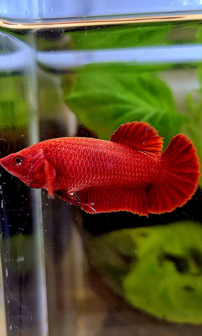 FEMALE PLAKAT SUPER RED SOLID BETTA FISH