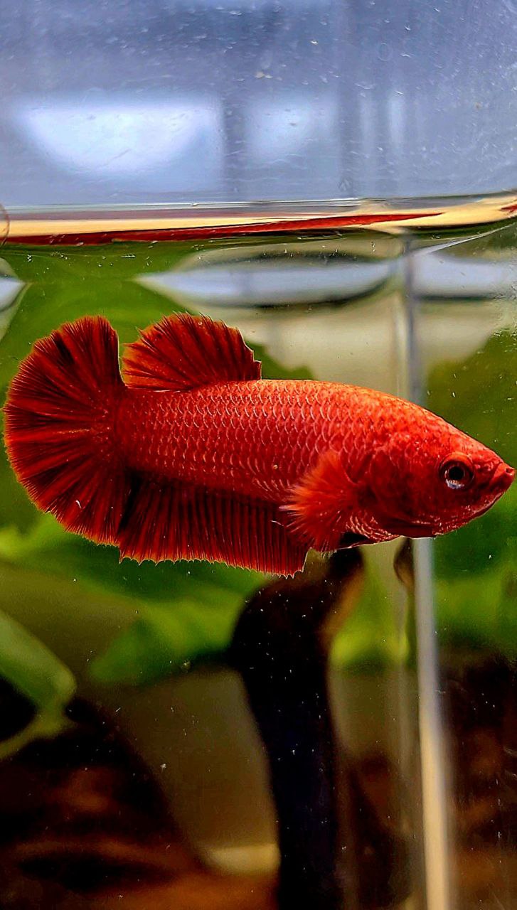 FEMALE PLAKAT SUPER RED SOLID BETTA FISH