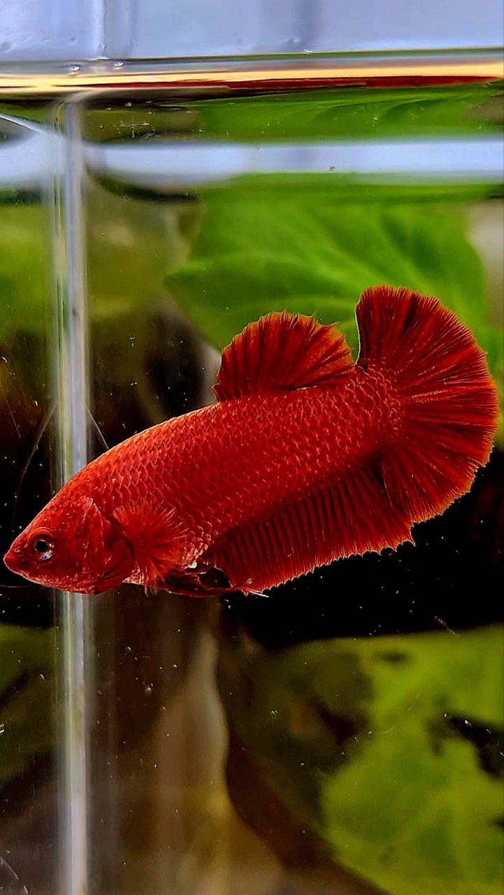 FEMALE PLAKAT SUPER RED SOLID BETTA FISH