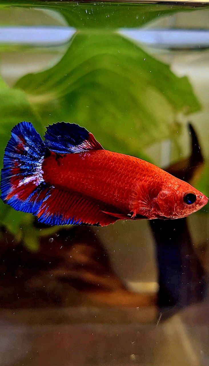 FEMALE PLAKAT RED HELLBOY BETTA FISH
