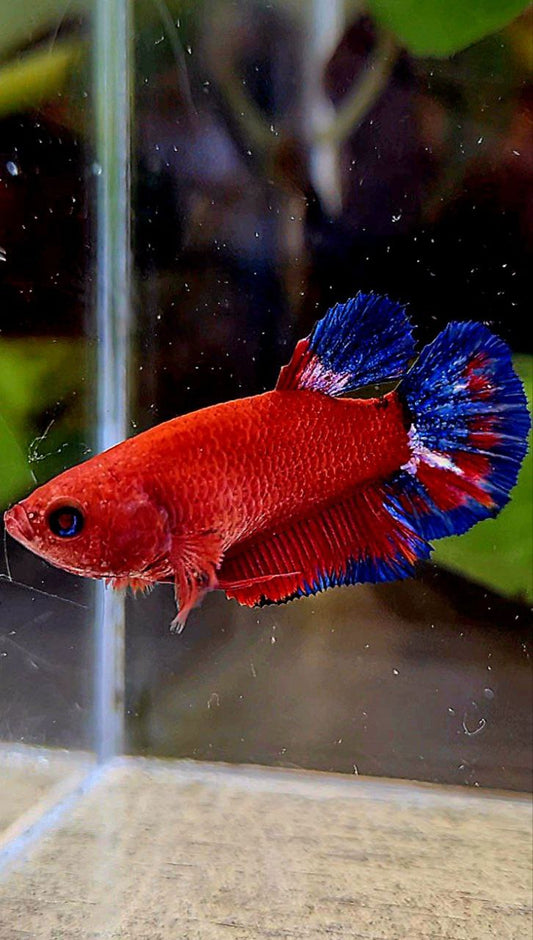 FEMALE PLAKAT RED HELLBOY BETTA FISH
