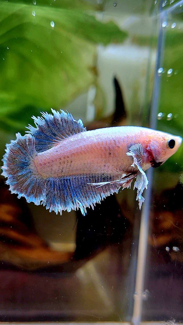 FEMALE HALFMOON FEATHER TAIL DUMBO EAR WHITE BLUE GRIZZLE BETTA FISH