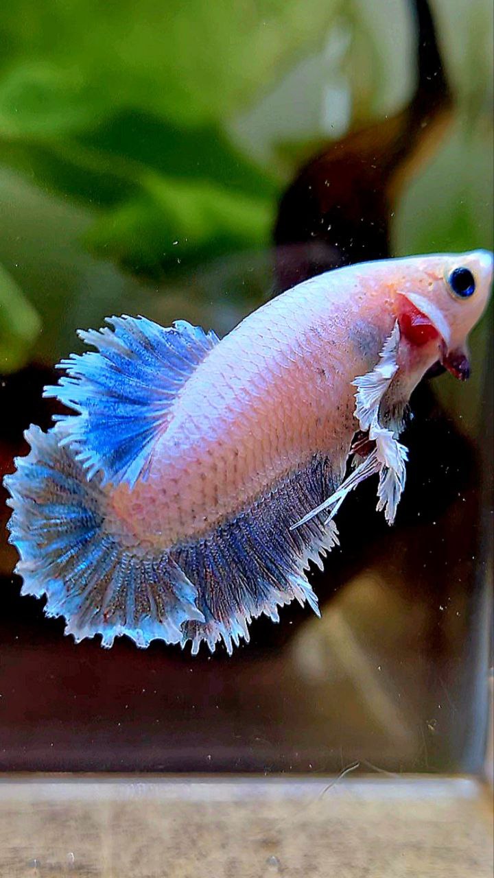4 FISH LUXURY HALFMOON DOUBLE TAIL DUMBO EAR FEATHER TAIL WHITE& HALFMOON DUMBO ORANGE & FEMALE FEATHER TAIL BETTA FISH