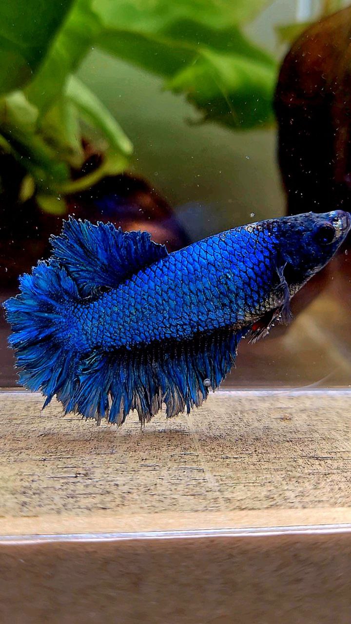 FEMALE KING FEATHER TAIL HALFMOON BLUE GREEN TURQUOISE BETTA FISH