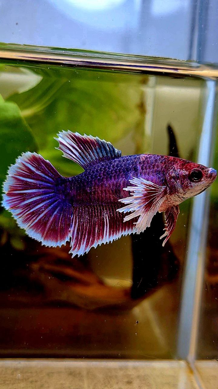 FEMALE HALFMOON DUMBO EAR RED PURPLE FANCY MULTICOLOR BETTA FISH