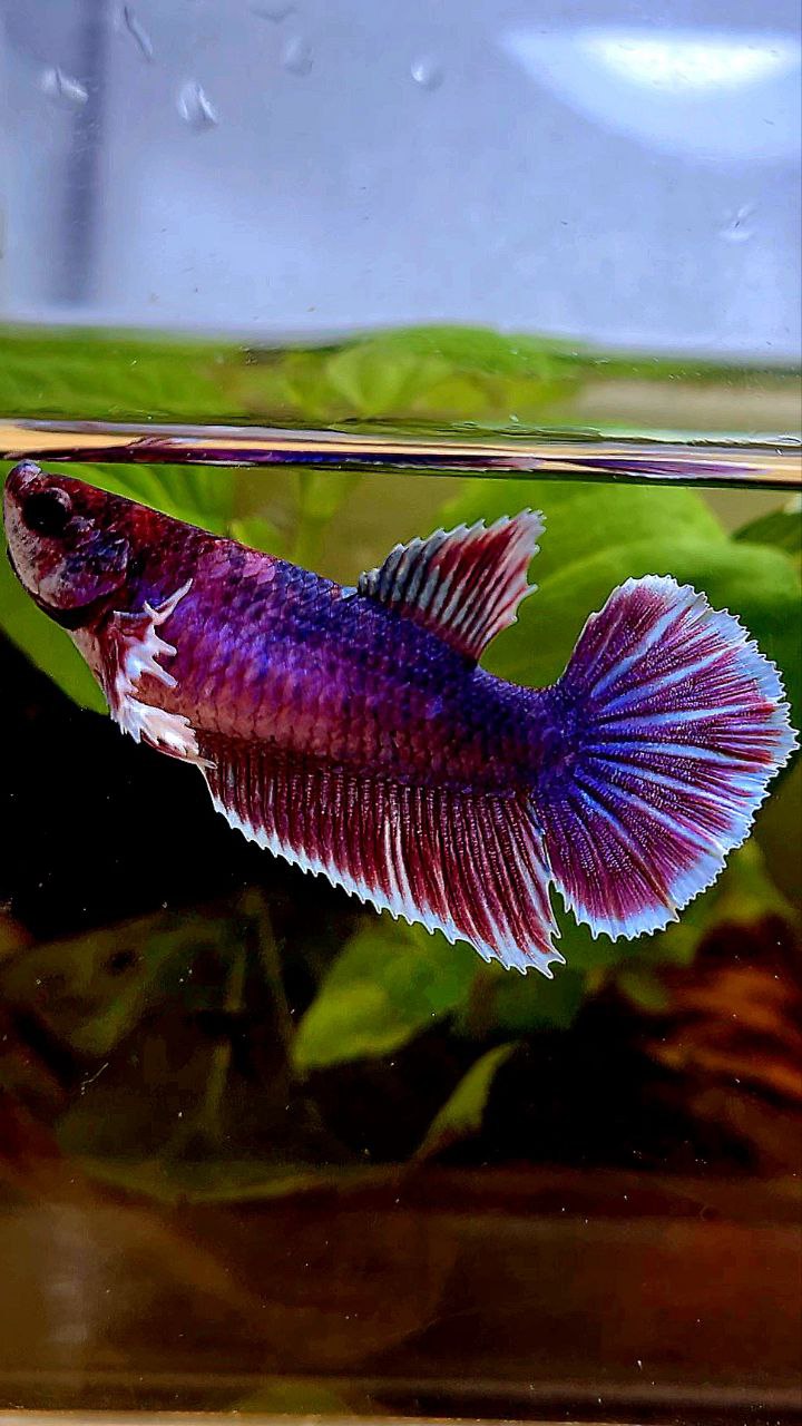 FEMALE HALFMOON DUMBO EAR RED PURPLE FANCY MULTICOLOR BETTA FISH