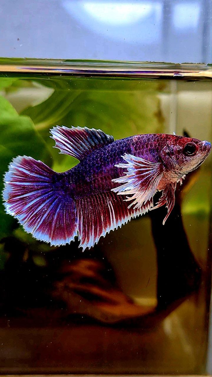 FEMALE HALFMOON DUMBO EAR RED PURPLE FANCY MULTICOLOR BETTA FISH