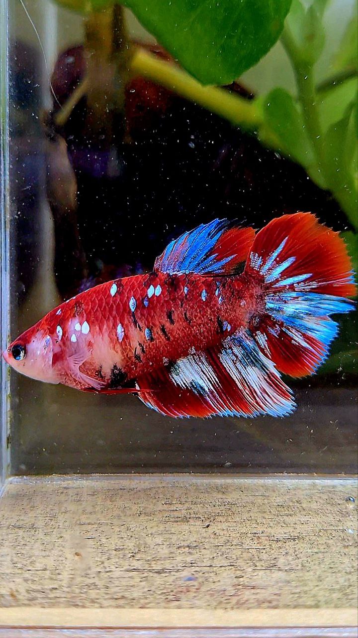 FEMALE HALFMOON BARONGSAI RED WHITE GALAXY MULTICOLOR BETTA FISH