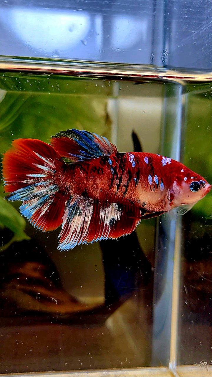 FEMALE HALFMOON BARONGSAI RED WHITE GALAXY MULTICOLOR BETTA FISH