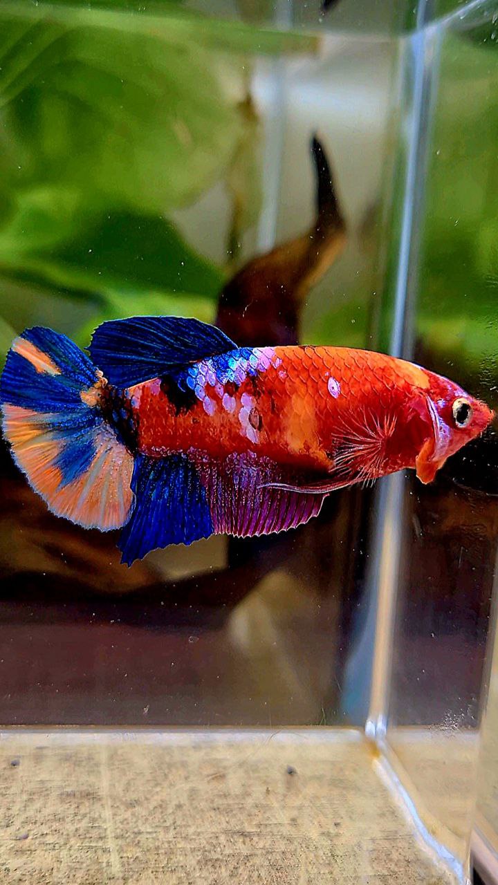 FEMALE PLAKAT GALAXY MULTICOLOR BETTA FISH