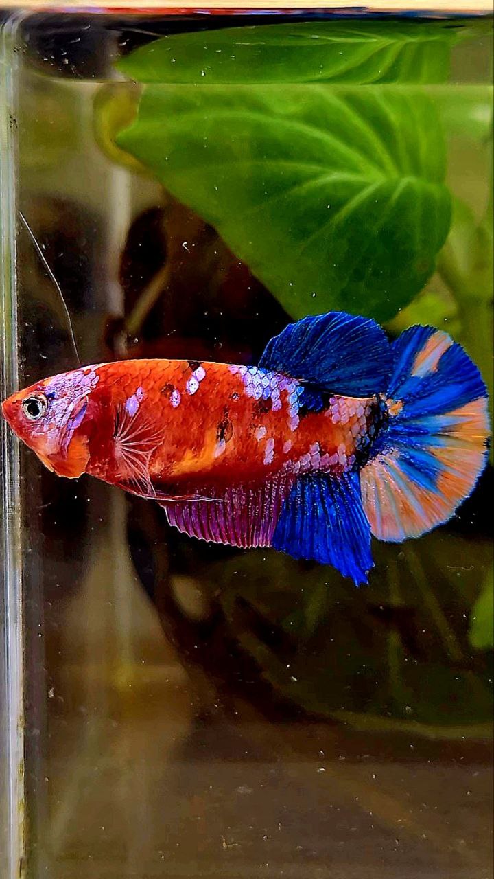 FEMALE PLAKAT GALAXY MULTICOLOR BETTA FISH