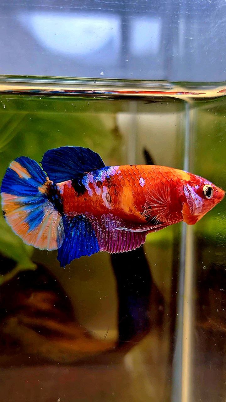 FEMALE PLAKAT GALAXY MULTICOLOR BETTA FISH