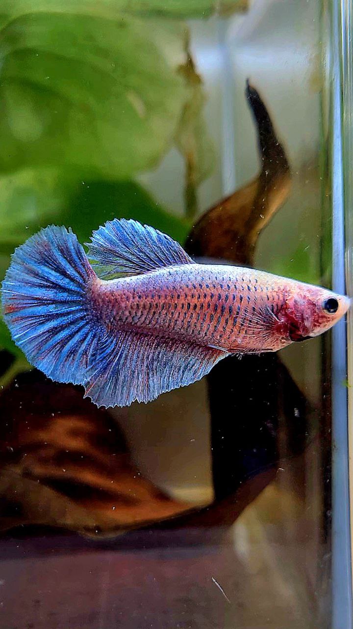 FEMALE HALFMOON BLUE GRIZZLE BETTA FISH