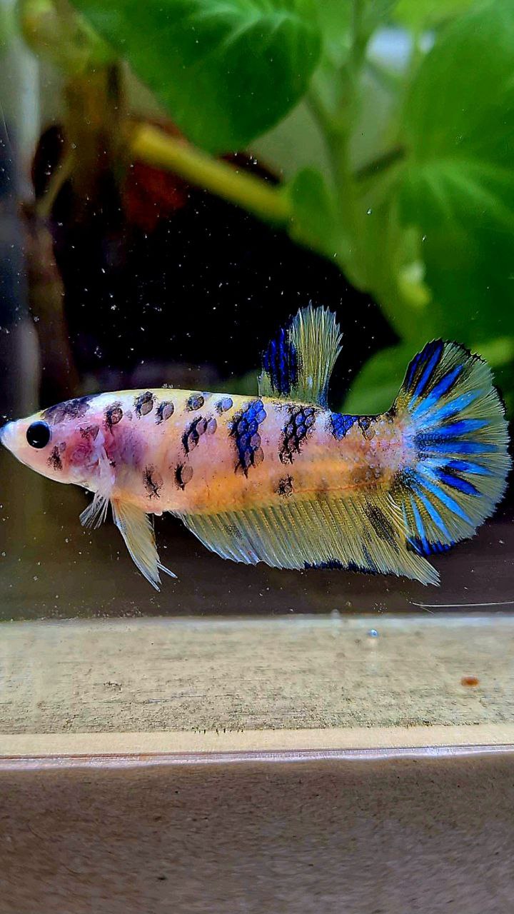 FEMALE PLAKAT YELLOW BLUE DOTS MARBLE BETTA FISH
