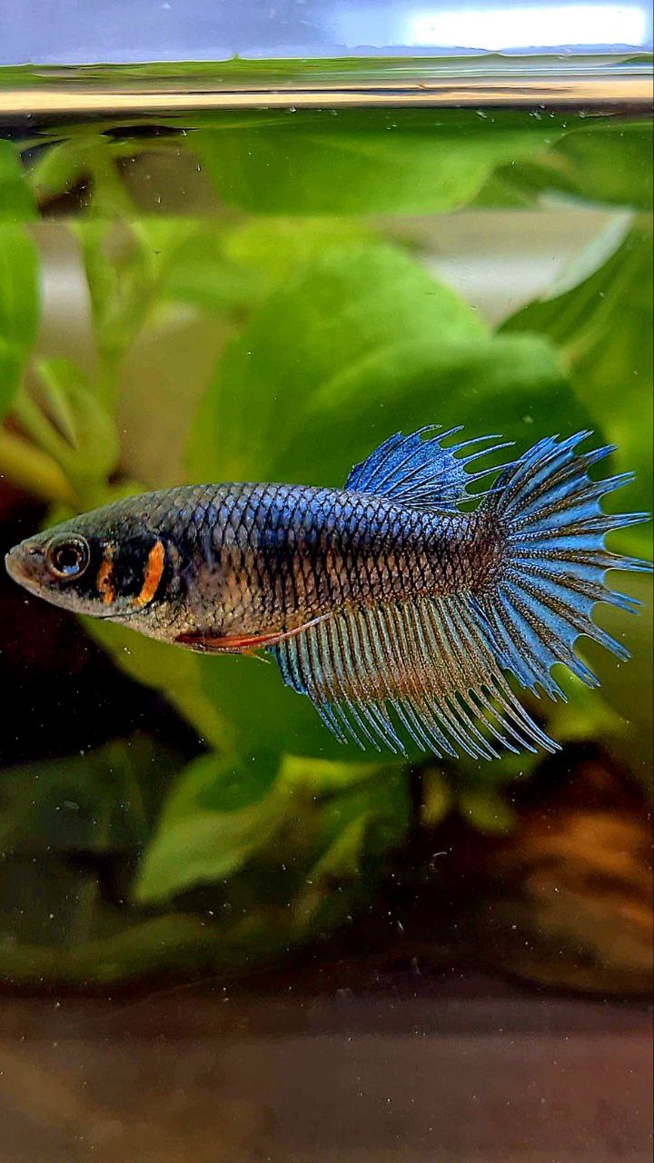 FEMALE KING CROWNTAIL BLUE ORANGE BETTA FISH
