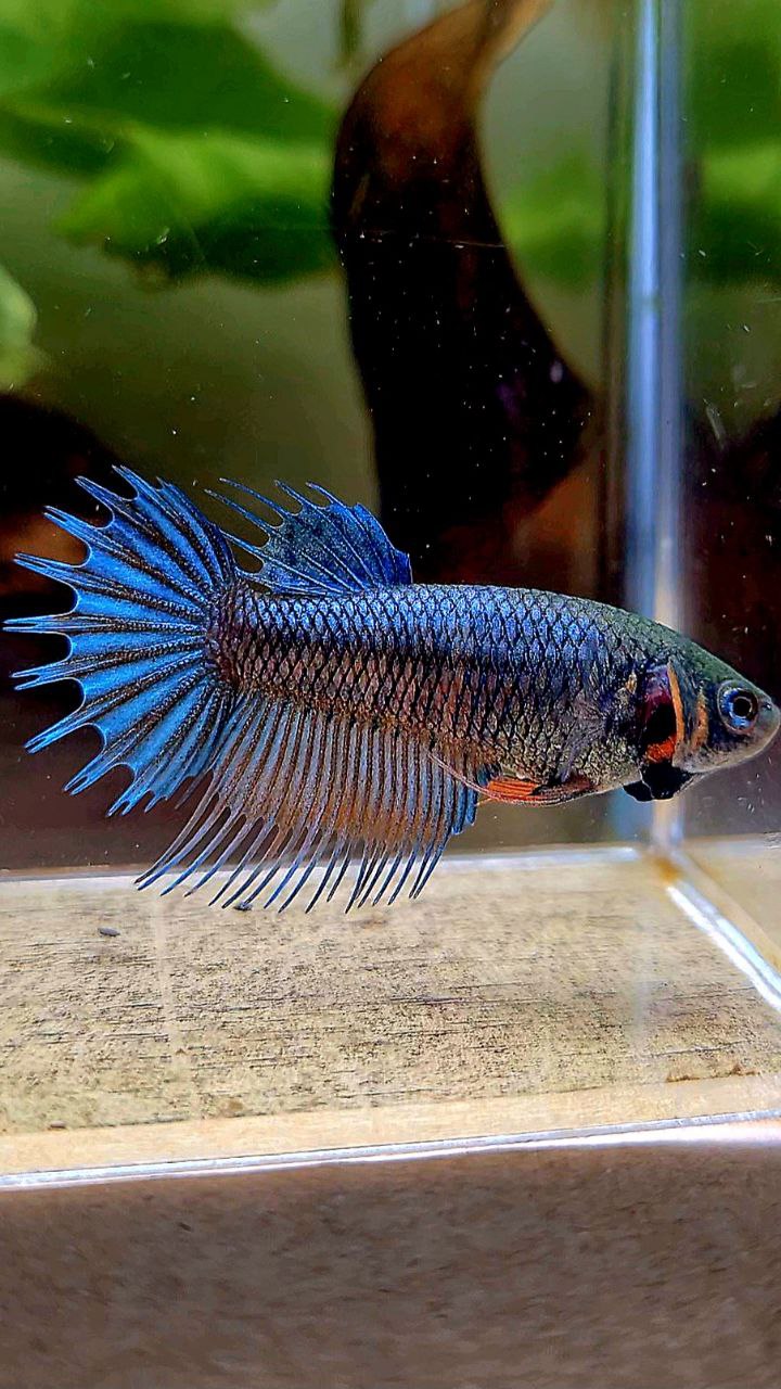 FEMALE KING CROWNTAIL BLUE ORANGE BETTA FISH