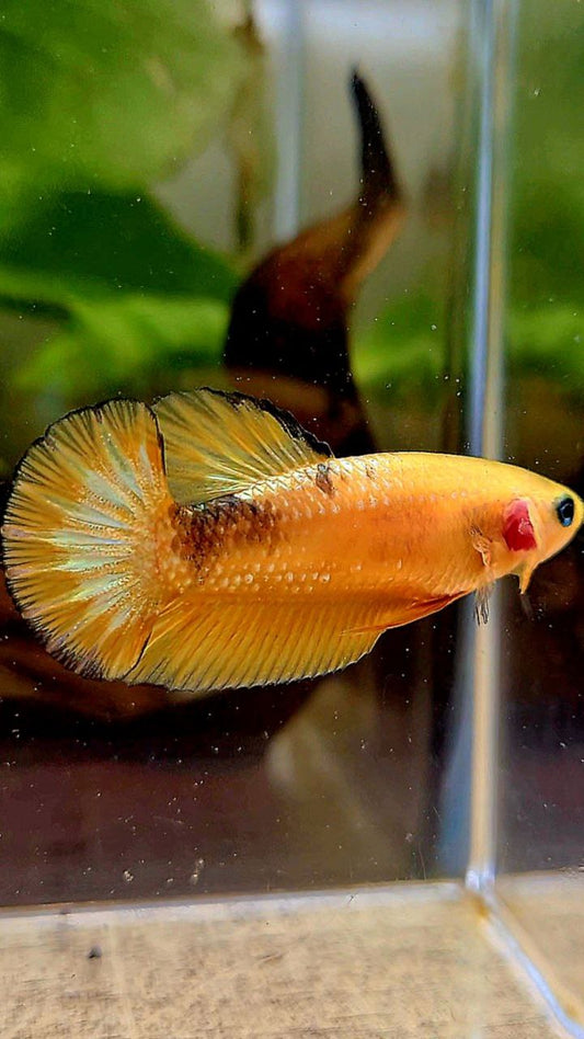 FEMALE PLAKAT YELLOW HELLBOY FCCP BETTA FISH