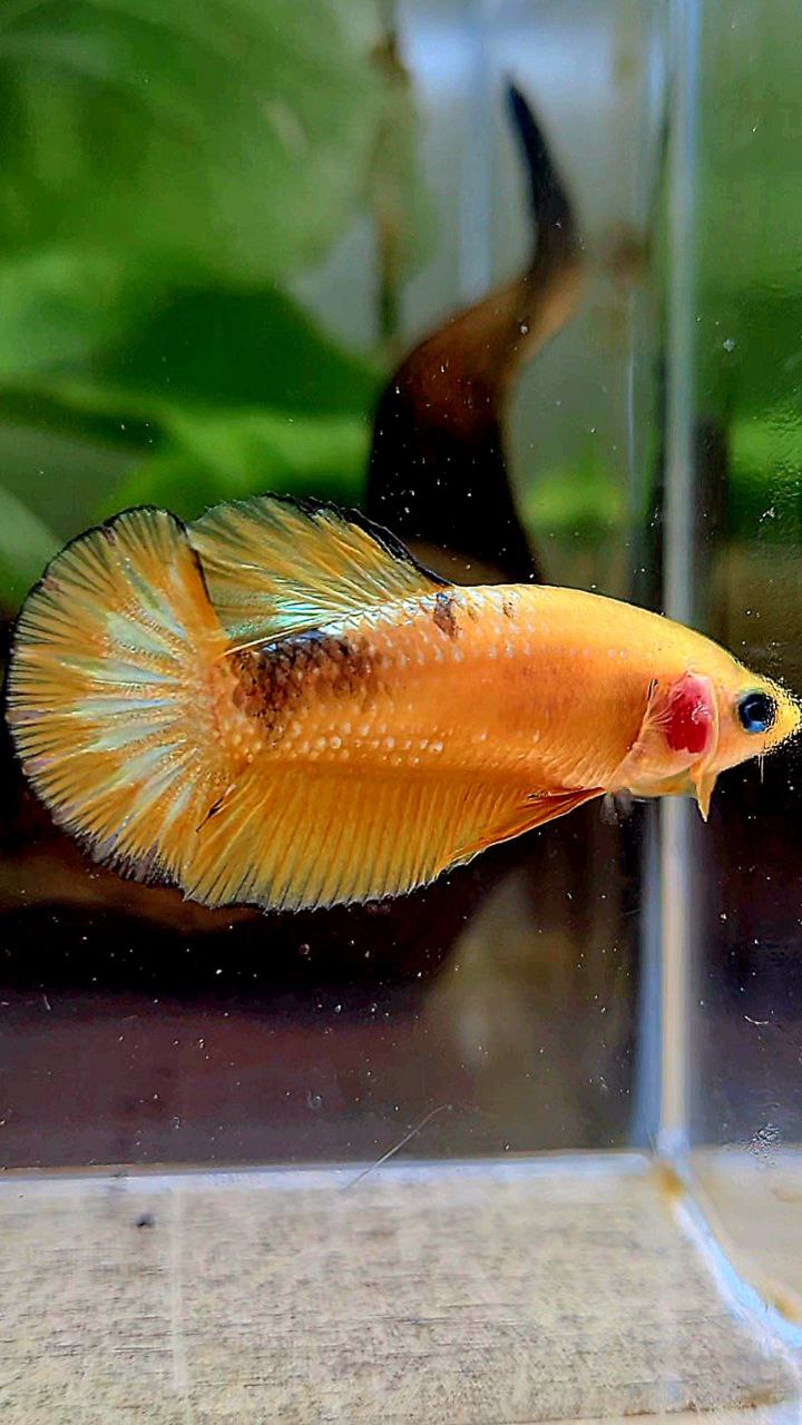 FEMALE PLAKAT YELLOW HELLBOY FCCP BETTA FISH