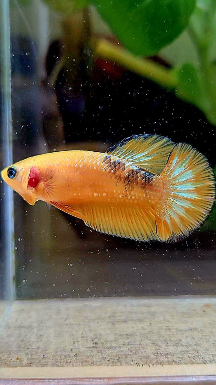 FEMALE PLAKAT YELLOW HELLBOY FCCP BETTA FISH