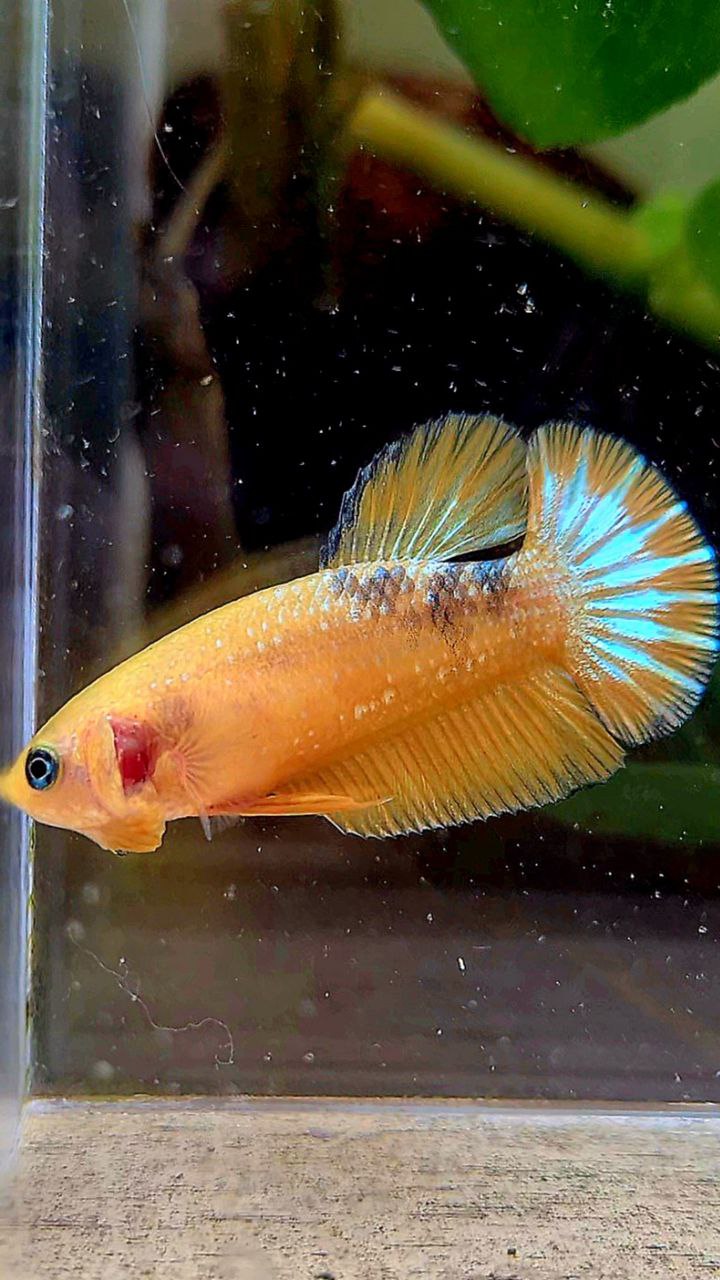FEMALE PLAKAT YELLOW HELLBOY FCCP BETTA FISH