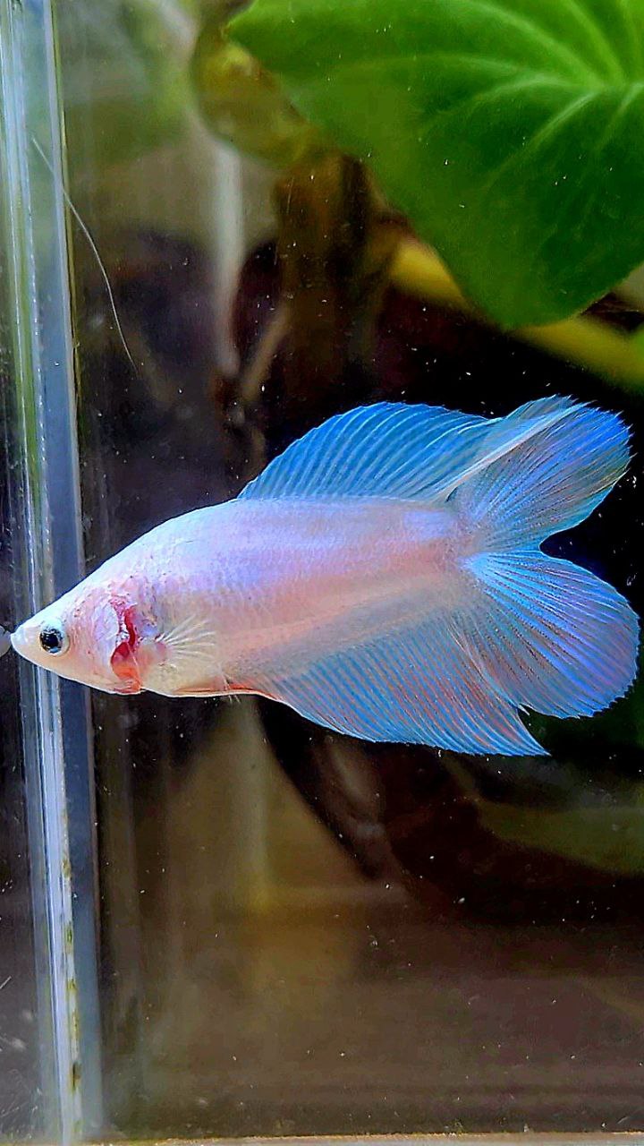 FEMALE VEILTAIL DOUBLE TAIL UNICORN BETTA FISH