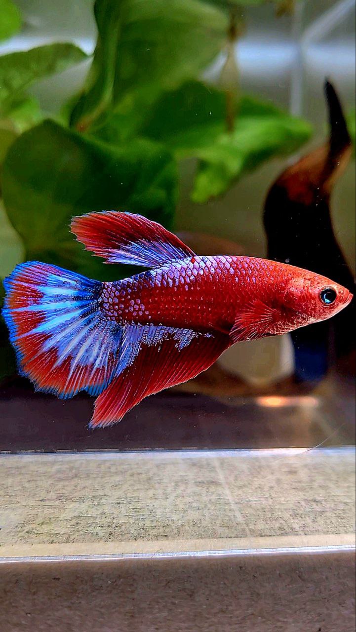 FEMALE HALFMOON RED HELLBOY FANCY BETTA FISH