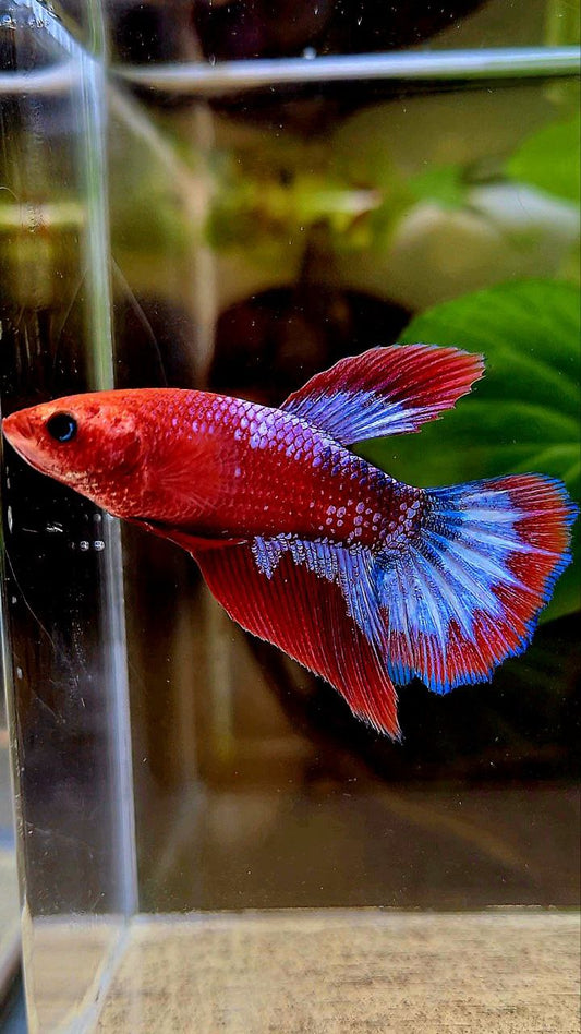 FEMALE HALFMOON RED HELLBOY FANCY BETTA FISH