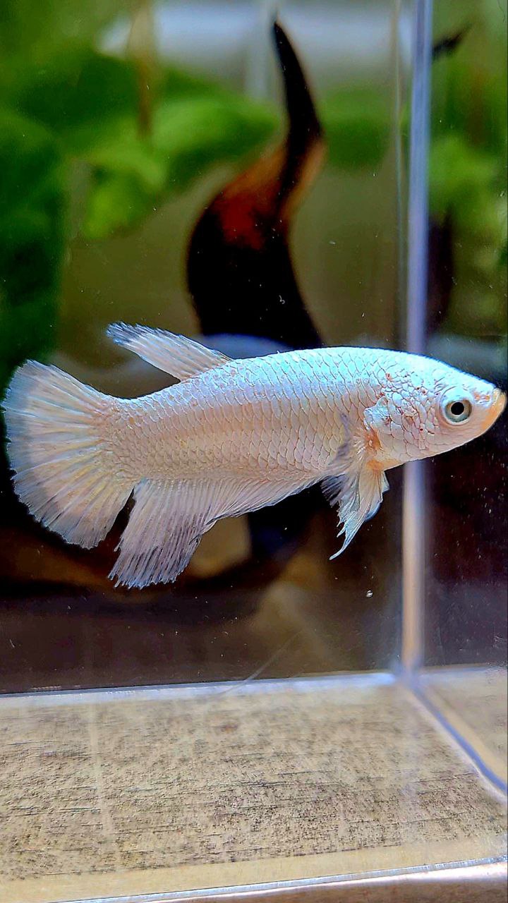 FEMALE HALFMOON COPPER RIM BETTA FISH