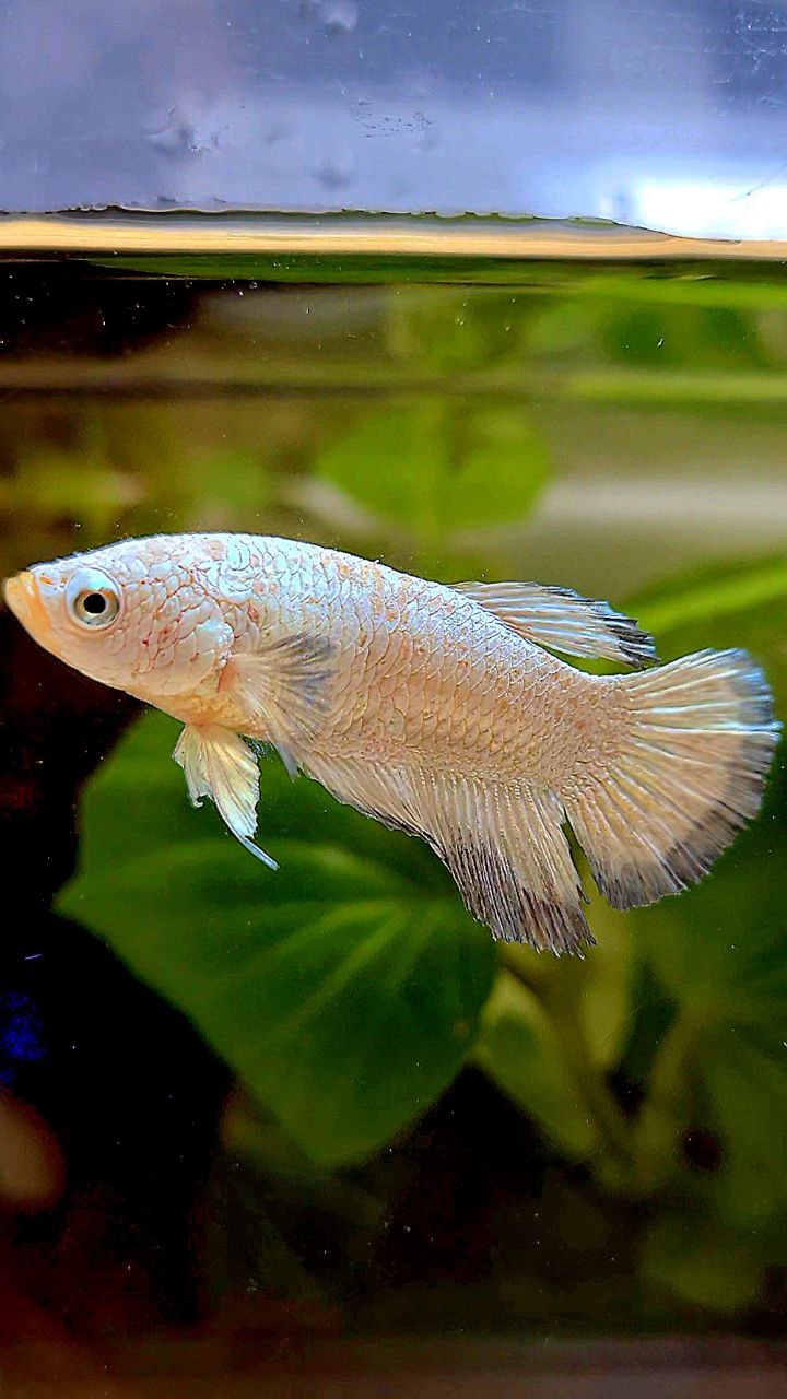 FEMALE HALFMOON COPPER RIM BETTA FISH