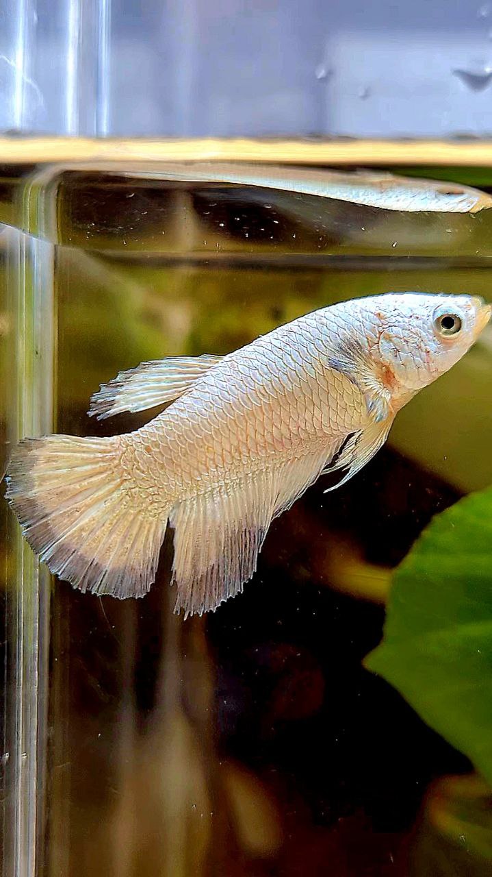FEMALE HALFMOON COPPER RIM BETTA FISH
