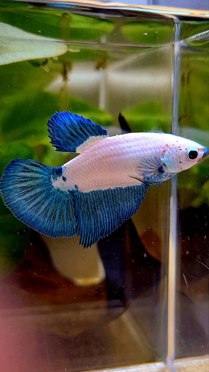 FEMALE HALFMOON BLUE RIM BICOLOR MARBLE BETTA FISH