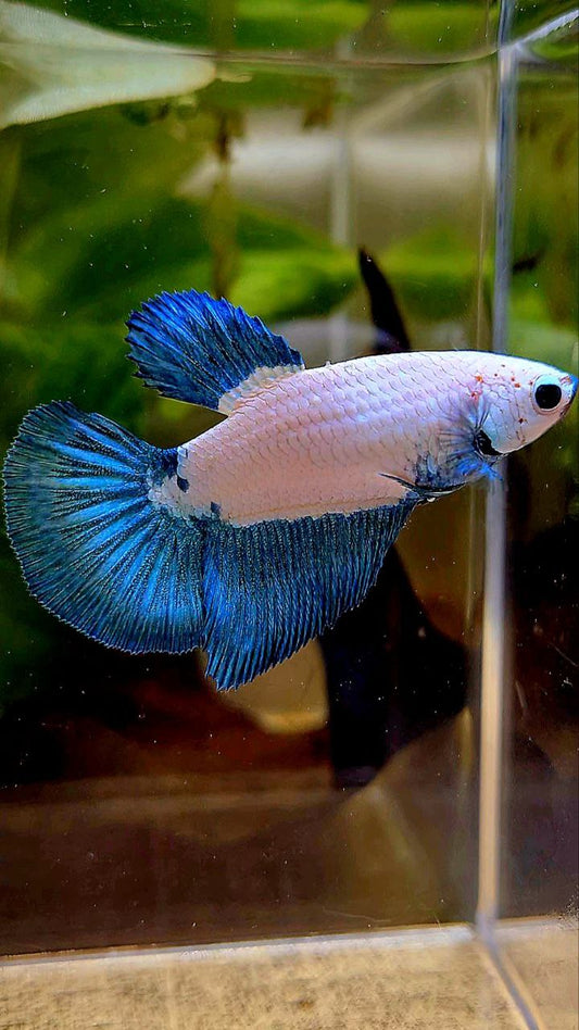 FEMALE HALFMOON BLUE RIM BICOLOR MARBLE BETTA FISH