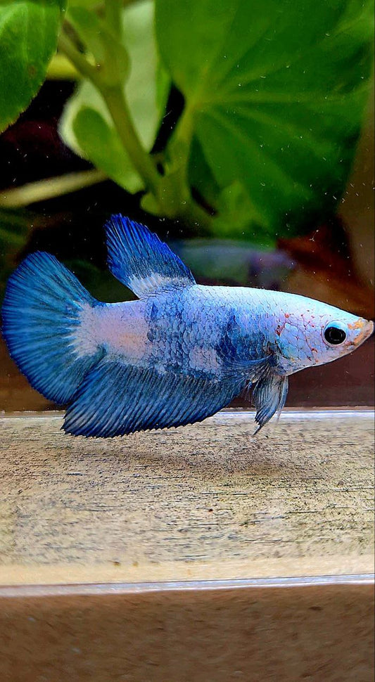 FEMALE HALFMOON BLUE RIM MARBLE PANDA BETTA FISH