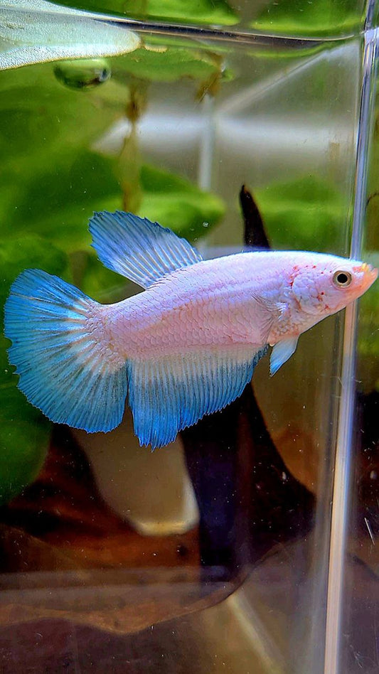 FEMALE HALFMOON BLUE RIM BICOLOR BETTA FISH