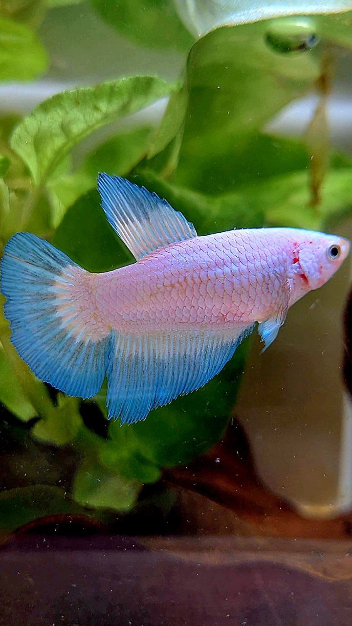 FEMALE HALFMOON BLUE RIM BICOLOR BETTA FISH