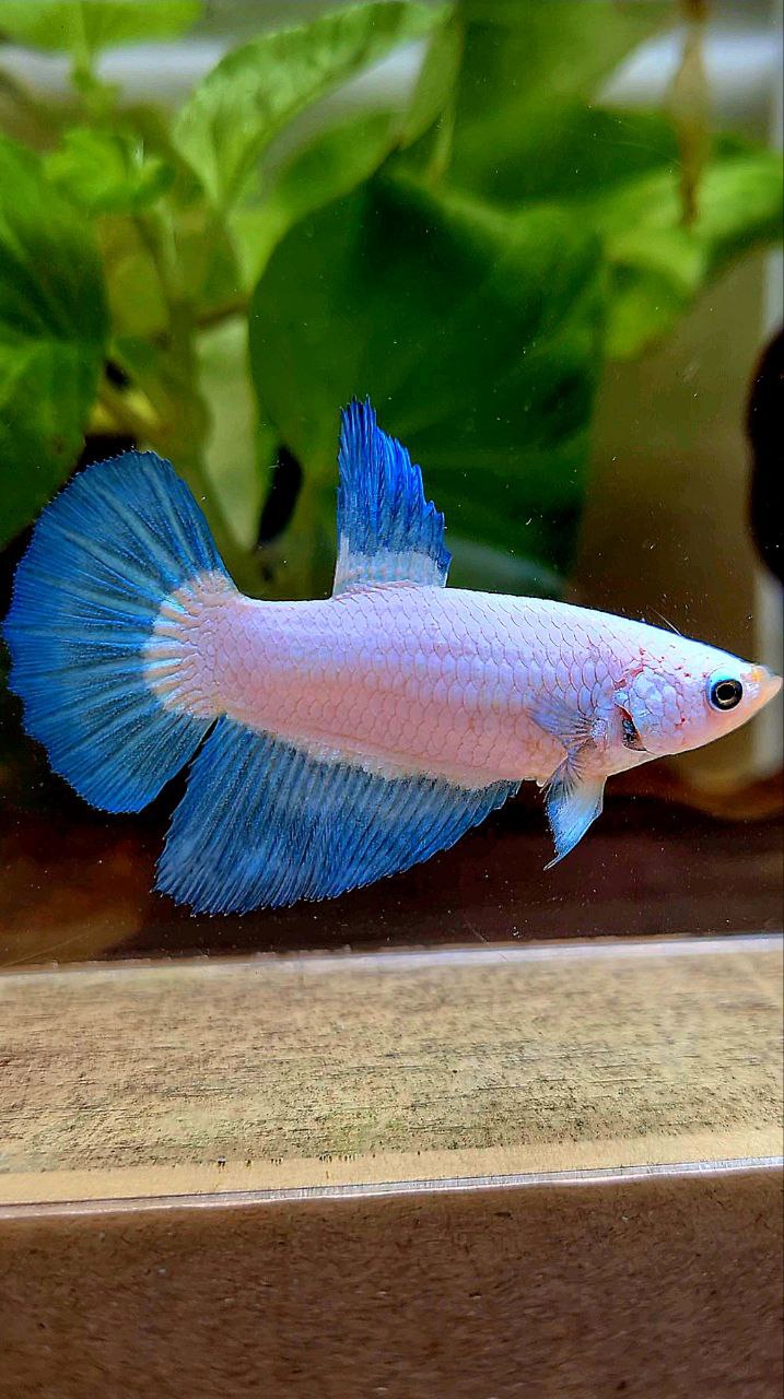FEMALE HALFMOON BLUE RIM BICOLOR BETTA FISH