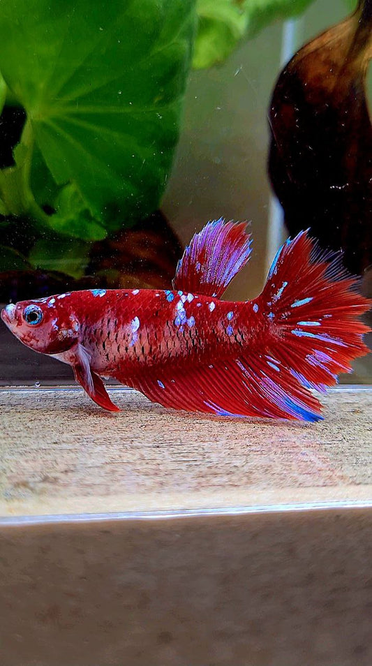 FEMALE HALFMOON RED PURPLE GALAXY RPG BETTA FISH