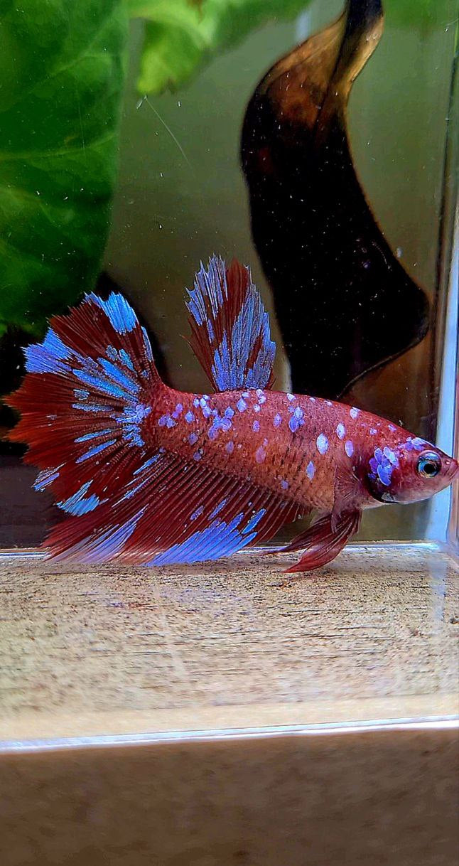 FEMALE HALFMOON ROSETAIL RED PURPLE SUPER GALAXY MULTICOLOR BETTA FISH